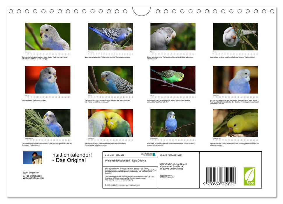 Wellensittichkalender! - Das Original (CALVENDO Wandkalender 2027)