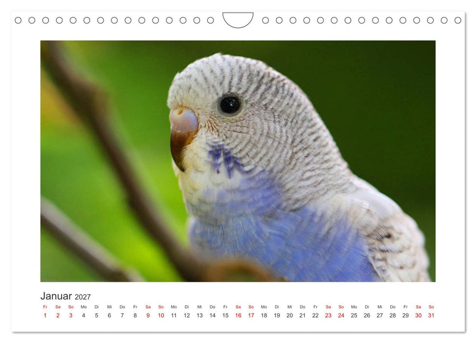 Wellensittichkalender! - Das Original (CALVENDO Wandkalender 2027)