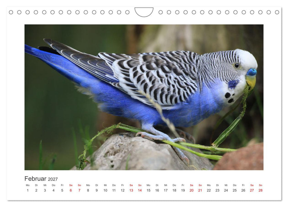 Wellensittichkalender! - Das Original (CALVENDO Wandkalender 2027)