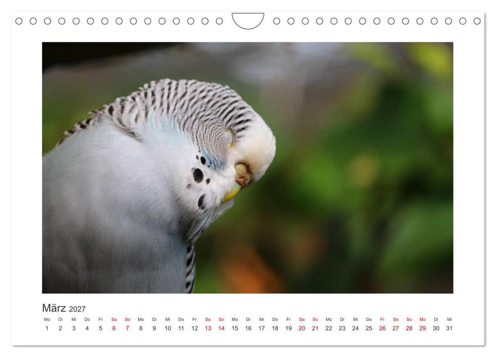 Wellensittichkalender! - Das Original (CALVENDO Wandkalender 2027)