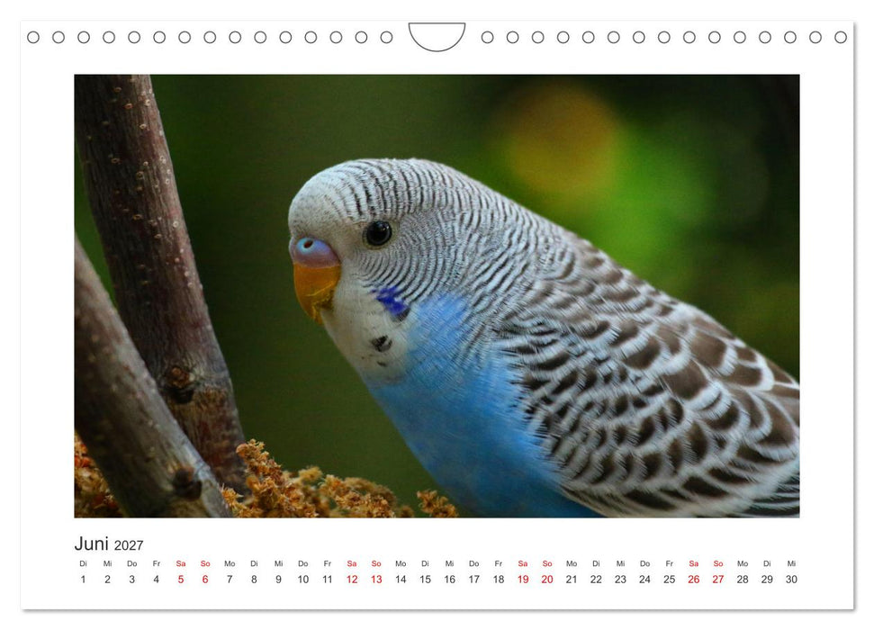 Wellensittichkalender! - Das Original (CALVENDO Wandkalender 2027)