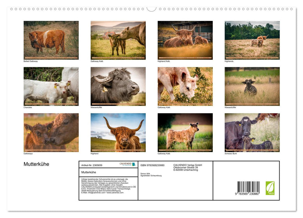 Mutterkühe (CALVENDO Premium Wandkalender 2027)