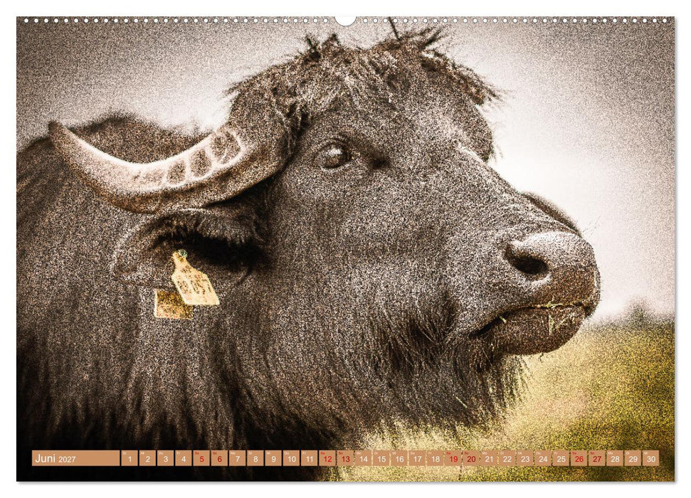 Mutterkühe (CALVENDO Premium Wandkalender 2027)
