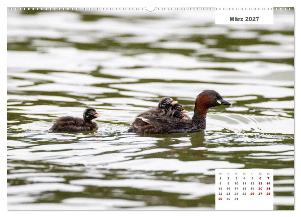 Zwei Tierfotografen Zwölf Highlights (CALVENDO Wandkalender 2027)