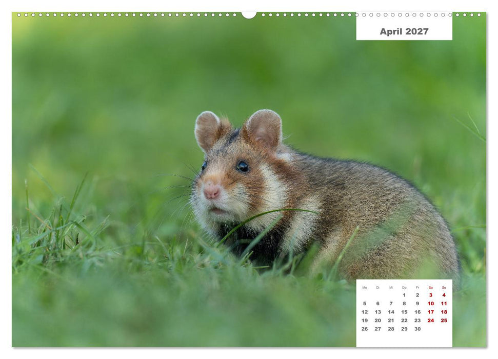 Zwei Tierfotografen Zwölf Highlights (CALVENDO Wandkalender 2027)