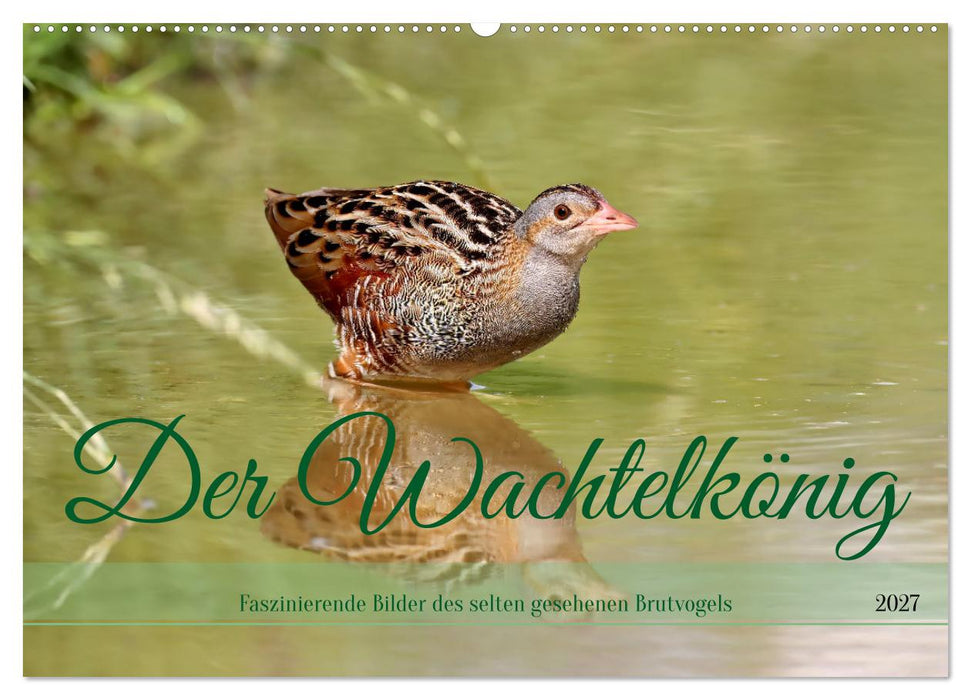 Der Wachtelkönig (CALVENDO Wandkalender 2027)