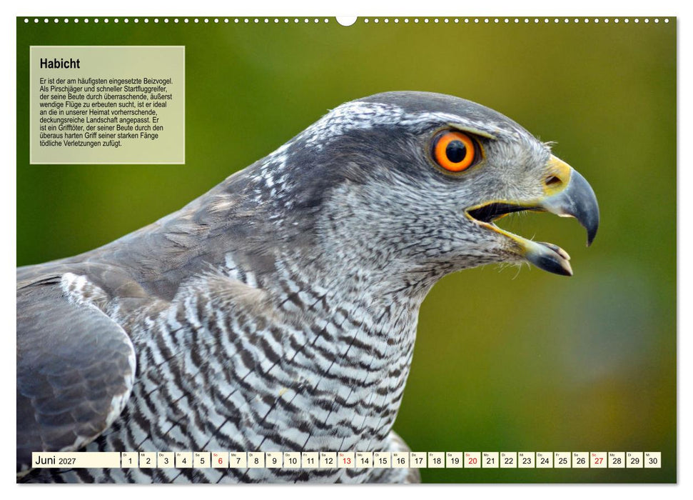 Kulturerbe Falknerei (CALVENDO Premium Wandkalender 2027)