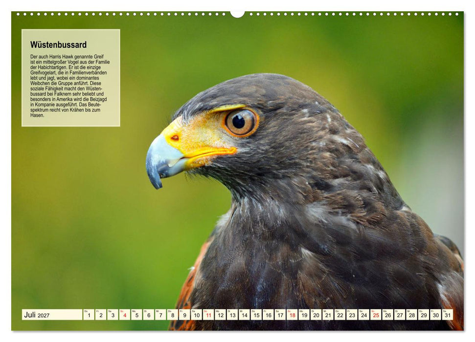 Kulturerbe Falknerei (CALVENDO Premium Wandkalender 2027)
