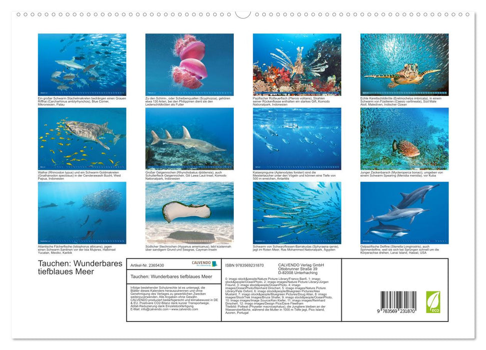 Tauchen: Wunderbares tiefblaues Meer (CALVENDO Premium Wandkalender 2027)