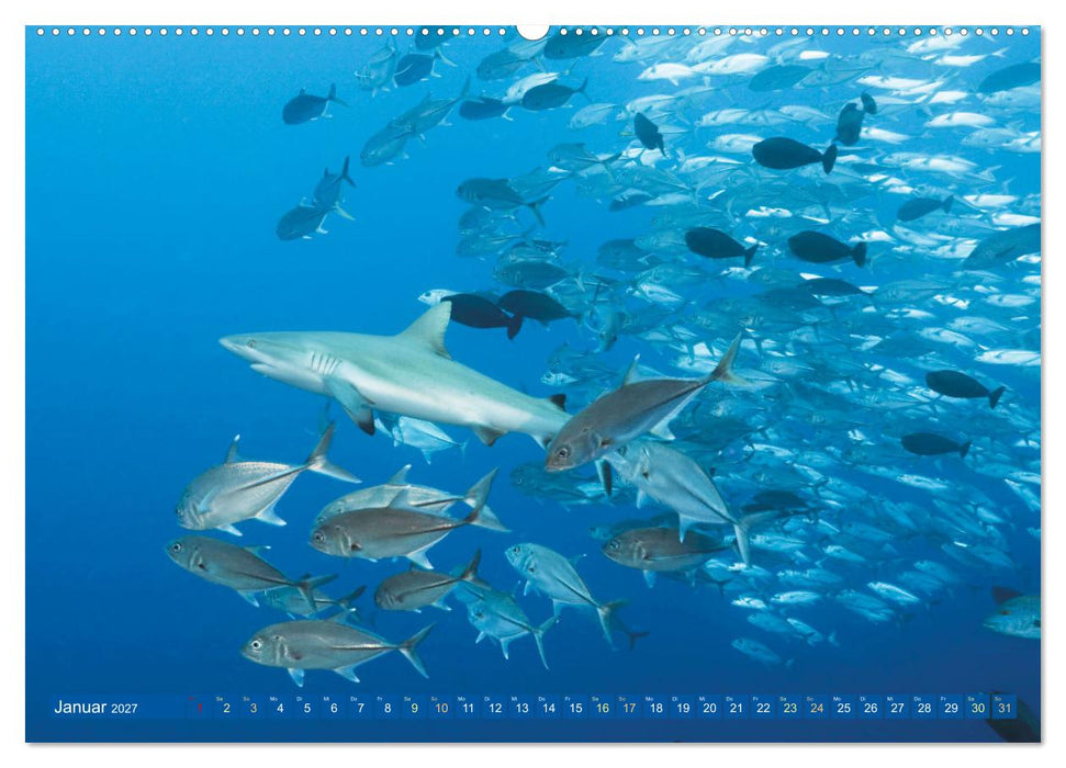 Tauchen: Wunderbares tiefblaues Meer (CALVENDO Premium Wandkalender 2027)