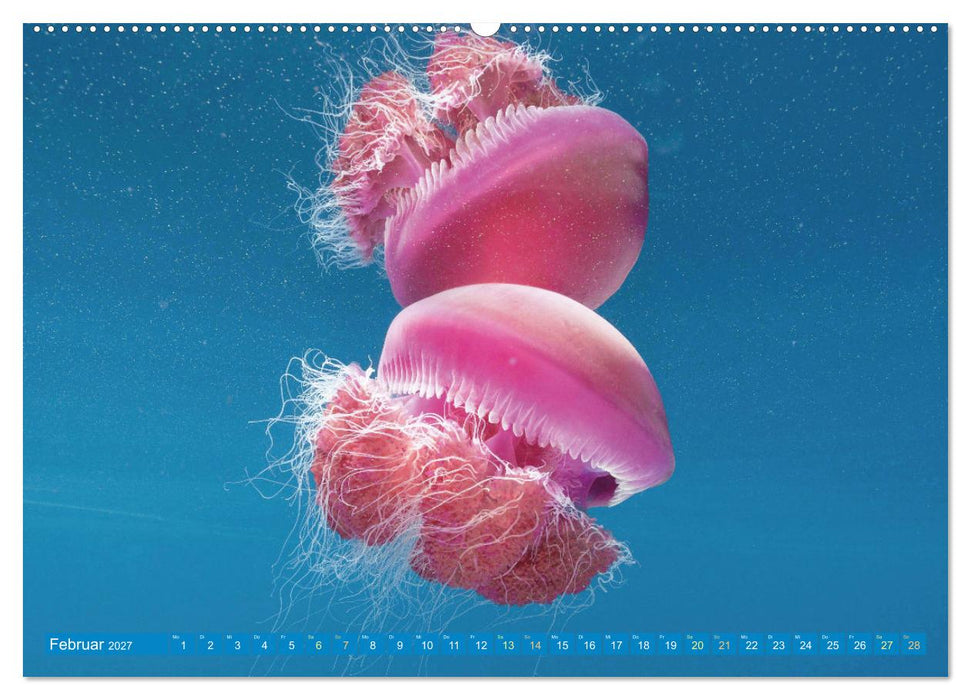 Tauchen: Wunderbares tiefblaues Meer (CALVENDO Premium Wandkalender 2027)