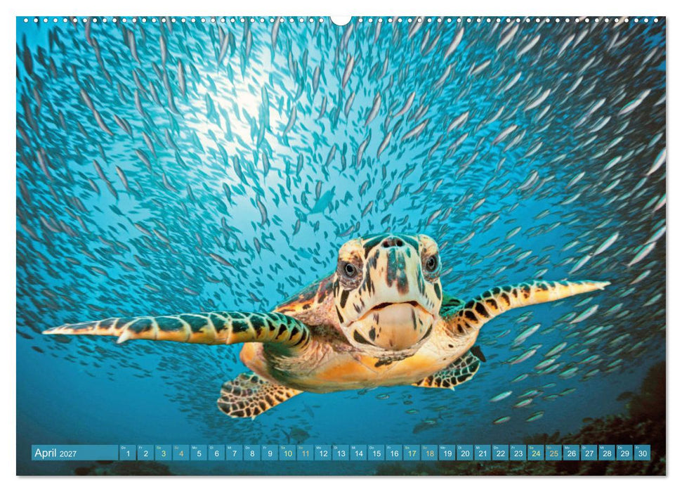 Tauchen: Wunderbares tiefblaues Meer (CALVENDO Premium Wandkalender 2027)