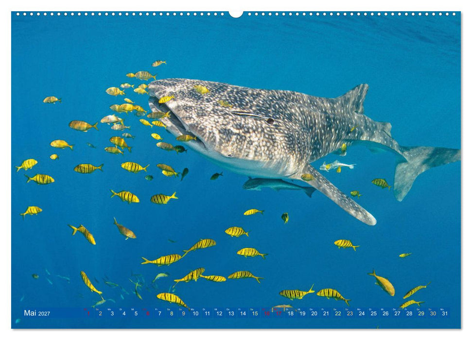 Tauchen: Wunderbares tiefblaues Meer (CALVENDO Premium Wandkalender 2027)