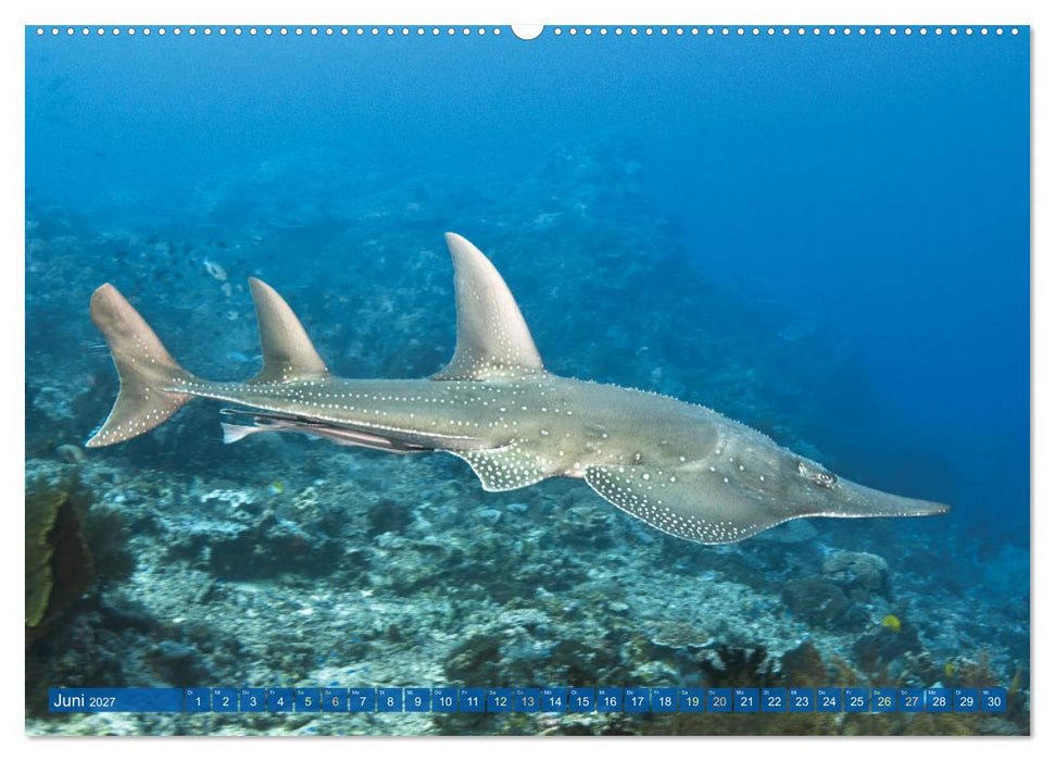 Tauchen: Wunderbares tiefblaues Meer (CALVENDO Premium Wandkalender 2027)