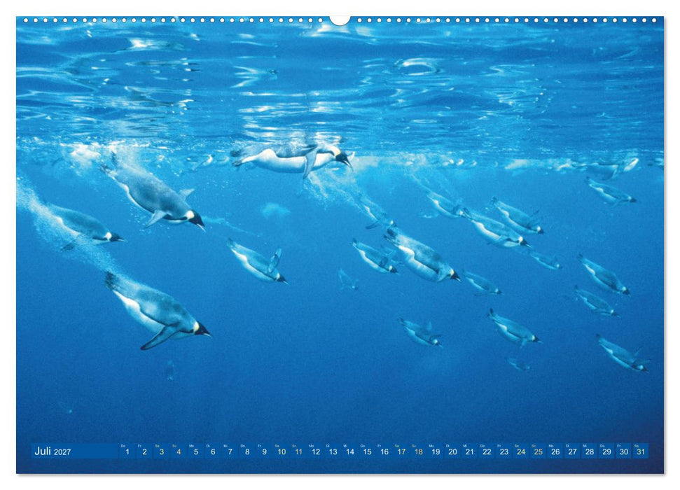 Tauchen: Wunderbares tiefblaues Meer (CALVENDO Premium Wandkalender 2027)