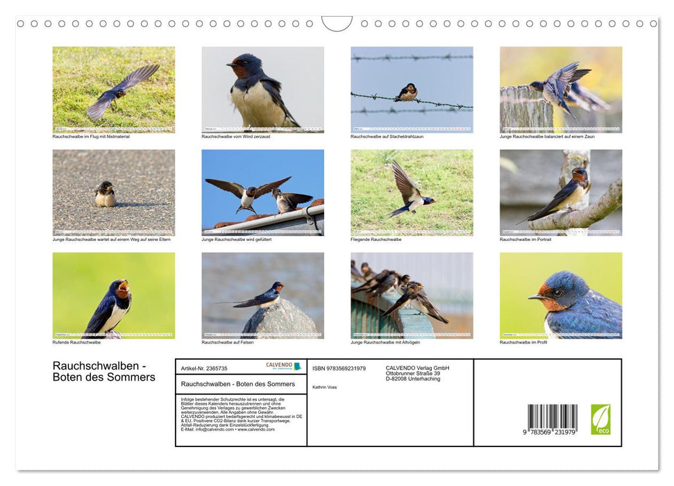 Rauchschwalben - Boten des Sommers (CALVENDO Wandkalender 2027)