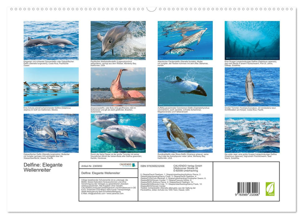 Delfine: Elegante Wellenreiter (CALVENDO Premium Wandkalender 2027)