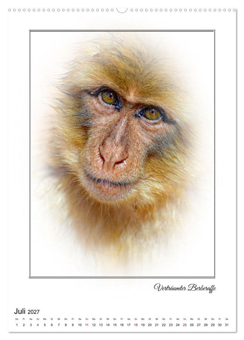Affenblicke (CALVENDO Premium Wandkalender 2027)