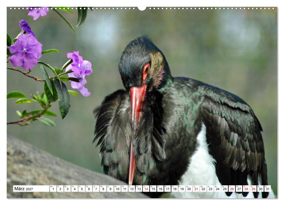 Meister Adebar und seine Verwandten (CALVENDO Premium Wandkalender 2027)