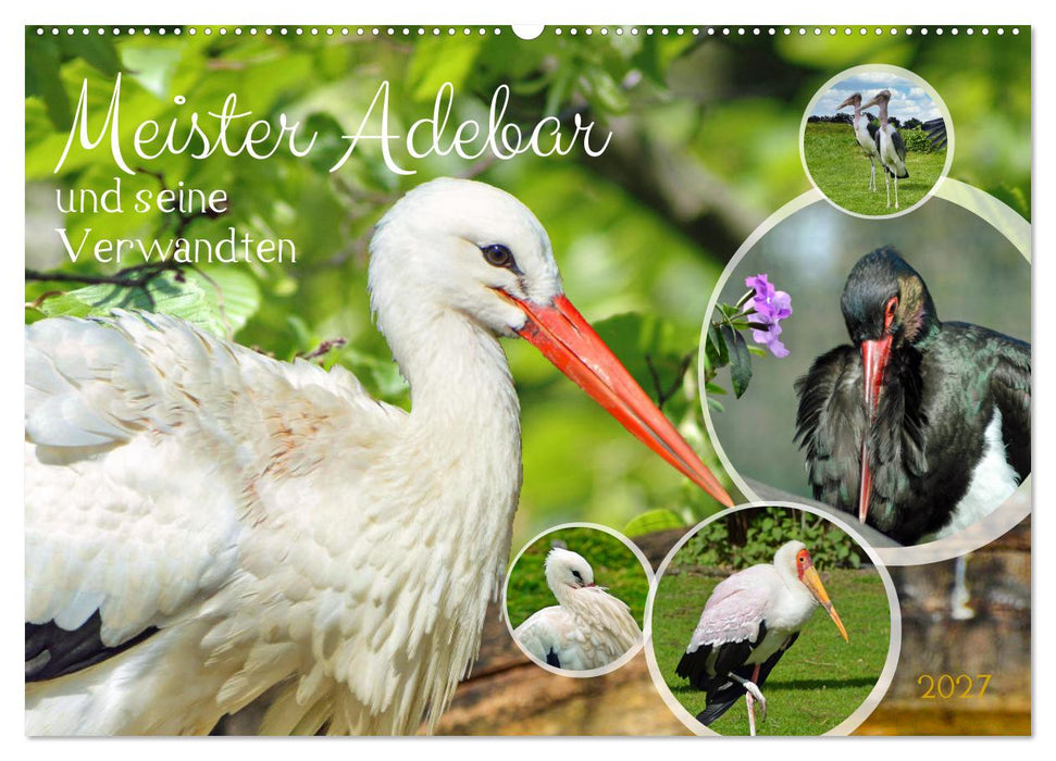 Meister Adebar und seine Verwandten (CALVENDO Wandkalender 2027)