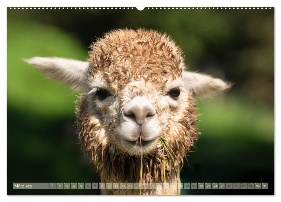 Alpakas im Portrait (CALVENDO Wandkalender 2027)