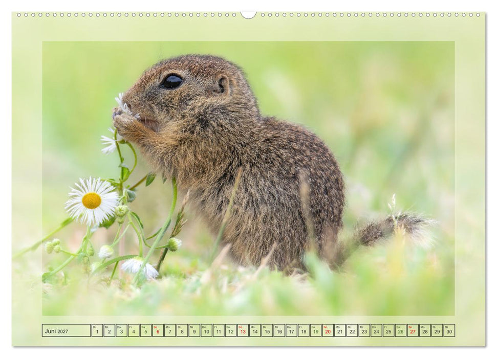 Süße Nager (CALVENDO Premium Wandkalender 2027)