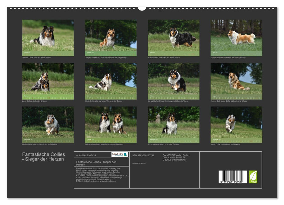 Fantastische Collies - Sieger der Herzen (CALVENDO Premium Wandkalender 2027)