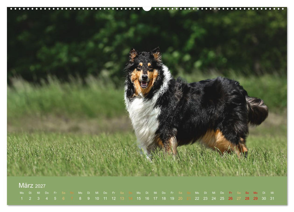 Fantastische Collies - Sieger der Herzen (CALVENDO Premium Wandkalender 2027)