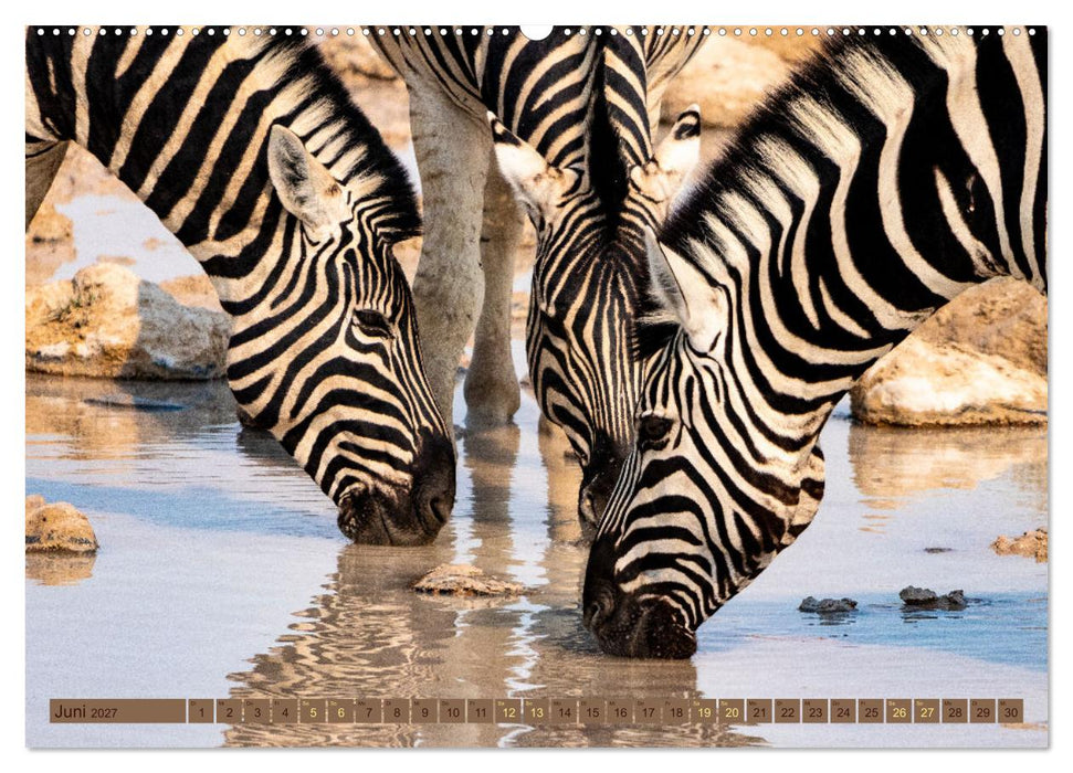 Wildlife Namibia - Etosha und Kalahari (CALVENDO Premium Wandkalender 2027)