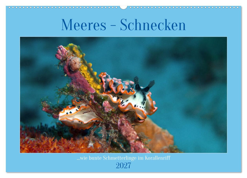 Meeres-Schnecken (CALVENDO Wandkalender 2027)