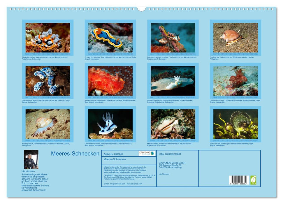 Meeres-Schnecken (CALVENDO Wandkalender 2027)