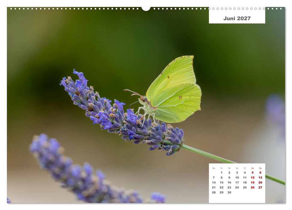 Zwei Tierfotografen Zwölf Highlights (CALVENDO Premium Wandkalender 2027)