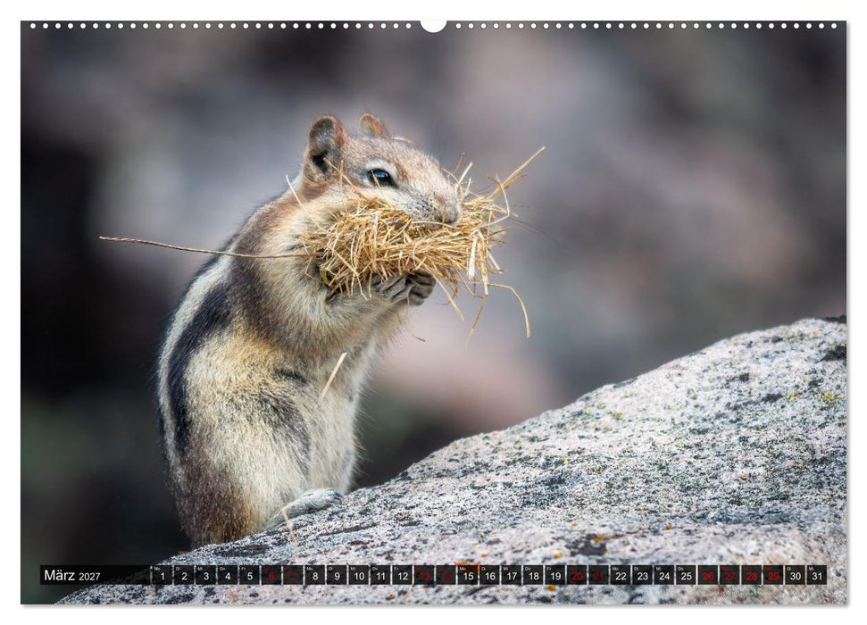 Wildtierkalender (CALVENDO Wandkalender 2027)