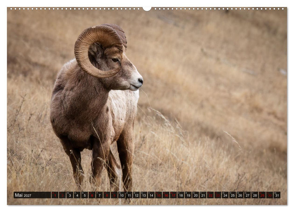 Wildtierkalender (CALVENDO Wandkalender 2027)