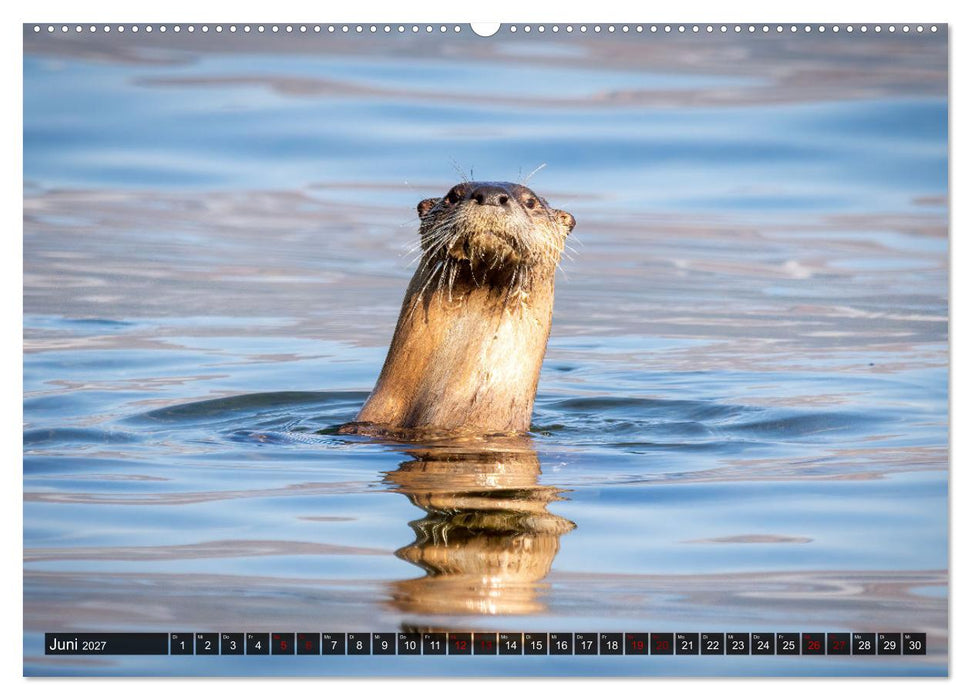 Wildtierkalender (CALVENDO Wandkalender 2027)