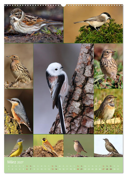 Alles für die Vögel (CALVENDO Wandkalender 2027)
