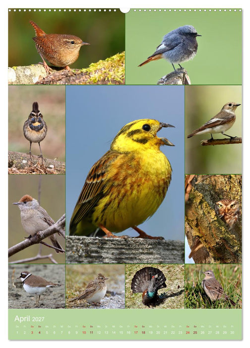 Alles für die Vögel (CALVENDO Wandkalender 2027)