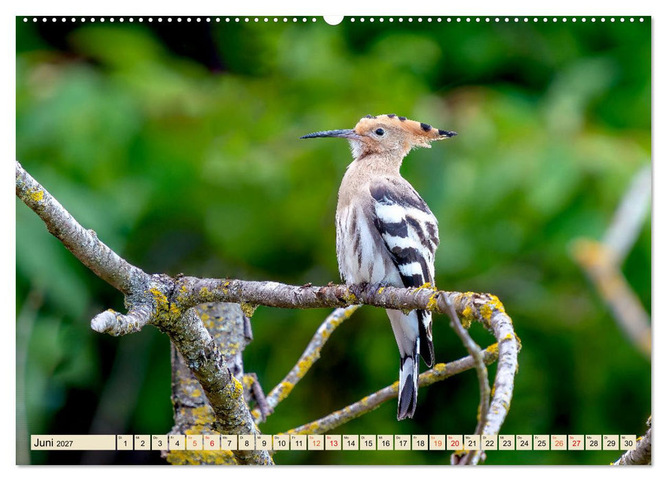 Unsere Vogelvielfalt: Ein Schatz zum Entdecken und Schützen (CALVENDO Premium Wandkalender 2027)