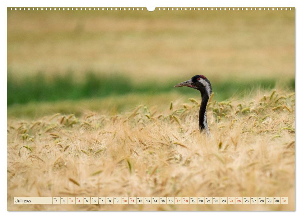 Unsere Vogelvielfalt: Ein Schatz zum Entdecken und Schützen (CALVENDO Premium Wandkalender 2027)