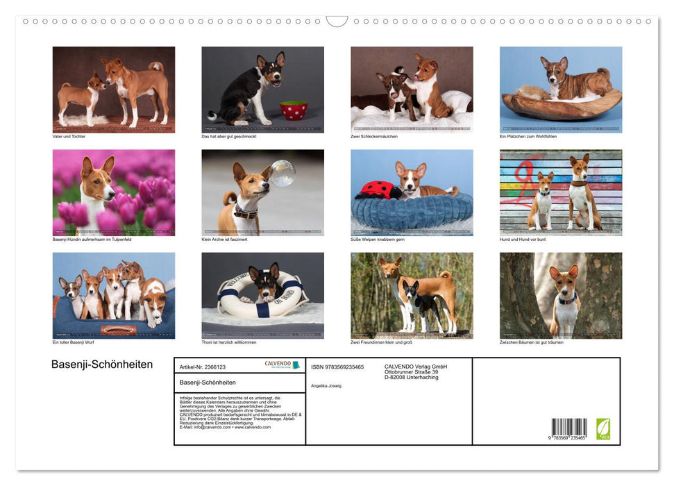Basenji-Schönheiten (CALVENDO Wandkalender 2027)