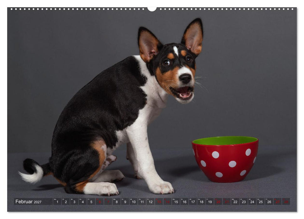 Basenji-Schönheiten (CALVENDO Wandkalender 2027)