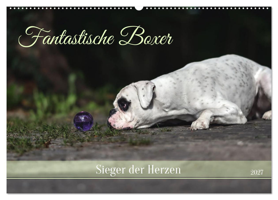 Fantastische Boxer - Sieger der Herzen (CALVENDO Wandkalender 2027)