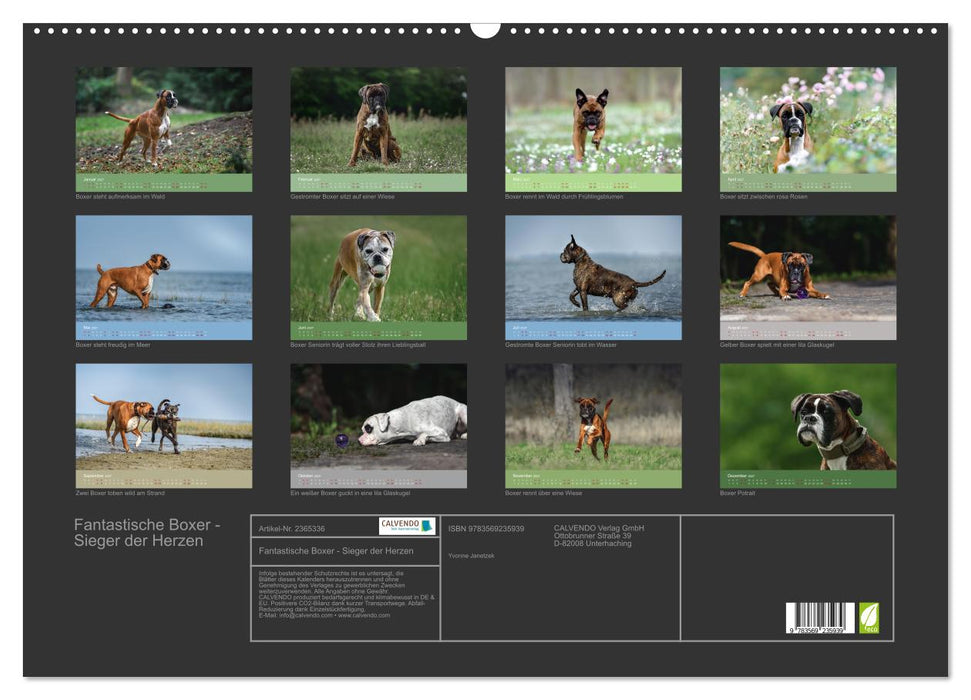 Fantastische Boxer - Sieger der Herzen (CALVENDO Wandkalender 2027)