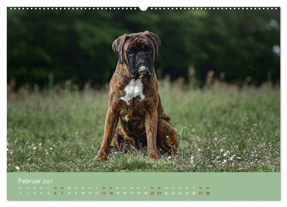 Fantastische Boxer - Sieger der Herzen (CALVENDO Wandkalender 2027)