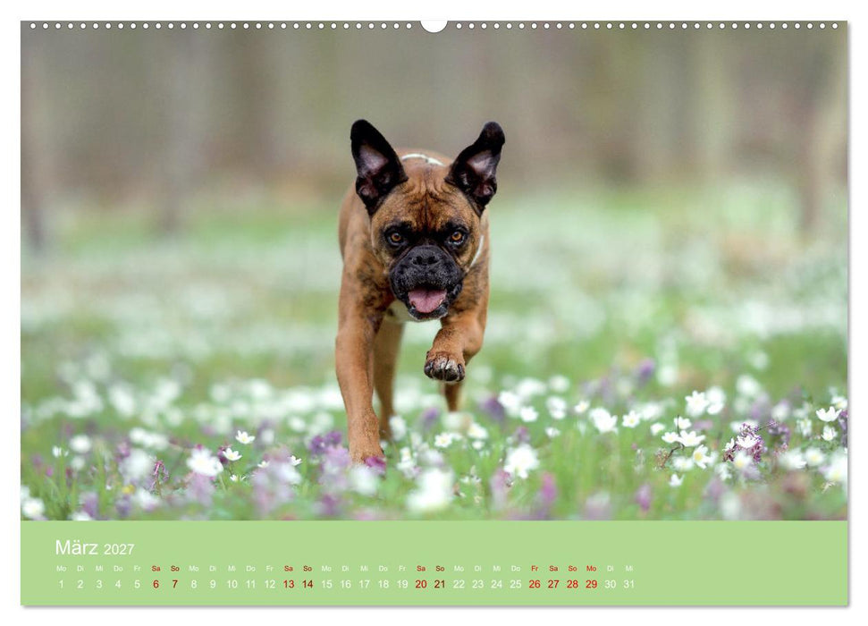 Fantastische Boxer - Sieger der Herzen (CALVENDO Wandkalender 2027)