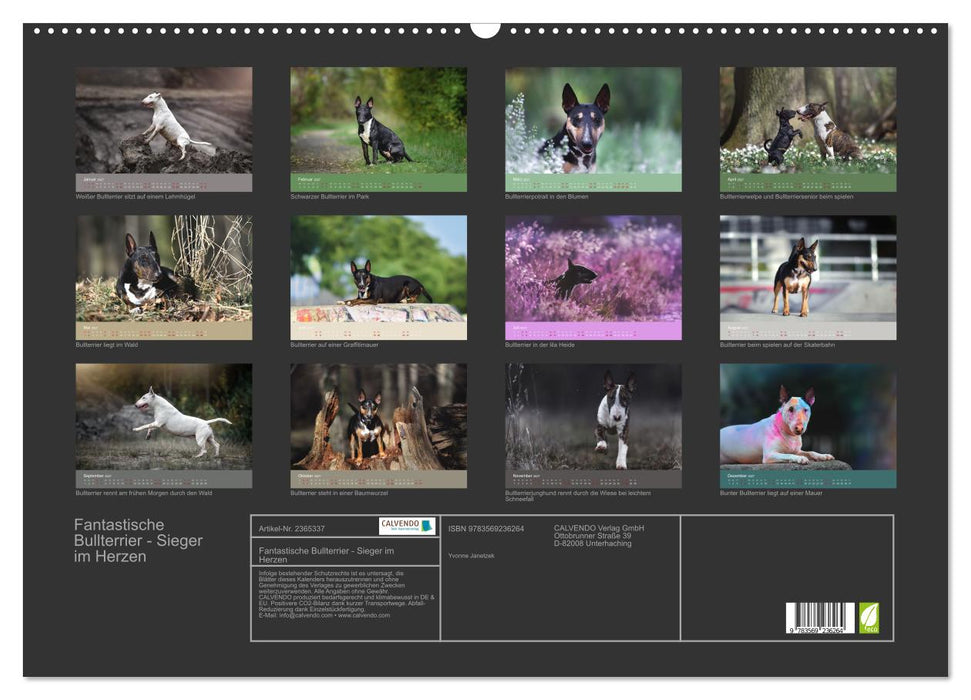 Fantastische Bullterrier - Sieger im Herzen (CALVENDO Wandkalender 2027)