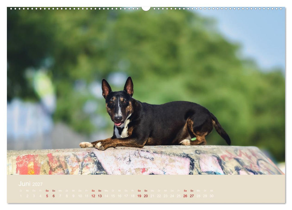 Fantastische Bullterrier - Sieger im Herzen (CALVENDO Wandkalender 2027)