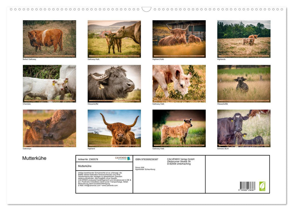 Mutterkühe (CALVENDO Wandkalender 2027)
