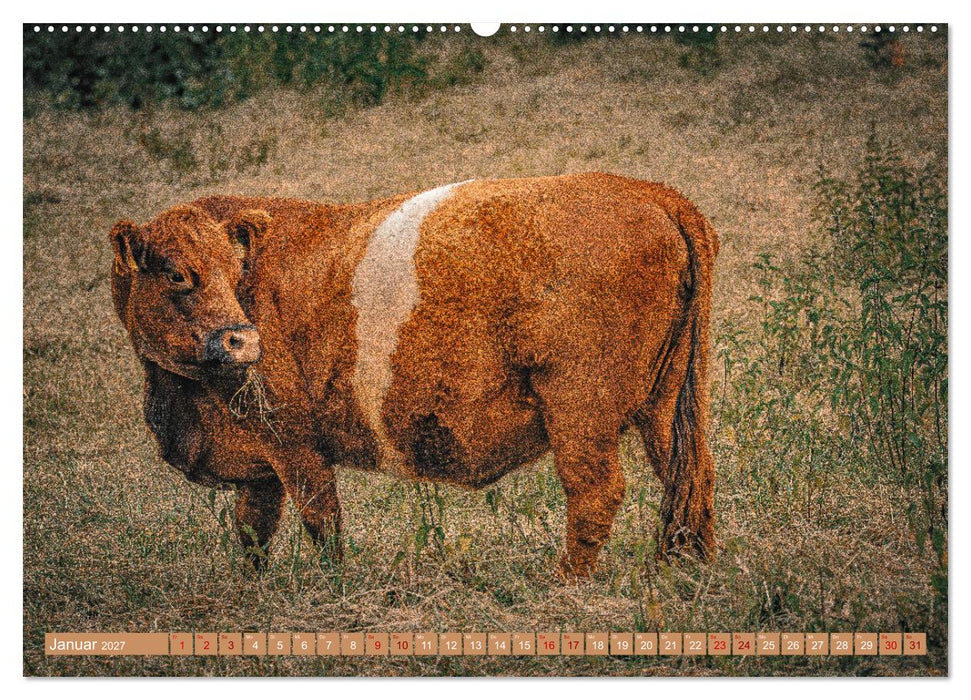 Mutterkühe (CALVENDO Wandkalender 2027)