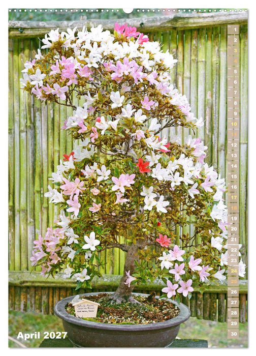 Bonsai: Gartenkunst im Kleinen (CALVENDO Wandkalender 2027)